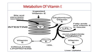 Metabolism Of Vitamin E
 