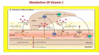 Metabolism Of Vitamin E
 