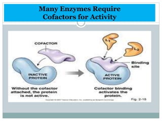 Many Enzymes Require
Cofactors for Activity
 