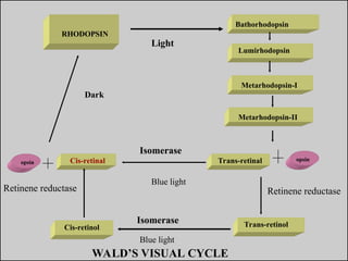 Bathorhodopsin
RHODOPSIN
WALD’S VISUAL CYCLE
Trans-retinol
opsin
opsin
Cis-retinol
Cis-retinal Trans-retinal
Lumirhodopsin
Metarhodopsin-I
Metarhodopsin-II
Dark
Light
Blue light
Blue light
Isomerase
Isomerase
Isomerase
Isomerase
Retinene reductase Retinene reductase
 