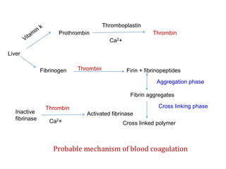 Liver
Prothrombin Thrombin
Thromboplastin
Fibrinogen Firin + fibrinopeptides
Fibrin aggregates
Cross linked polymer
Aggregation phase
Cross linking phase
Thrombin
Inactive
fibrinase
Activated fibrinase
Thrombin
Probable mechanism of blood coagulation
Ca2+
Ca2+
 