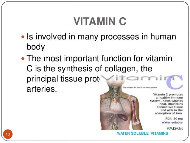 What are the most important vitamins for the body?