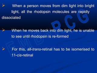  When a person moves from dim light into bright
light, all the rhodopsin molecules are rapidly
dissociated
 When he moves back into dim light, he is unable
to see until rhodopsin is re-formed
 For this, all-trans-retinal has to be isomerised to
11-cis-retinal
 