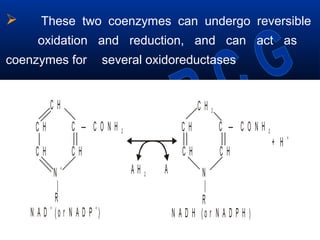  These two coenzymes can undergo reversible
oxidation and reduction, and can act as
coenzymes for several oxidoreductases
C H C HC — C O N H 2 C — C O N H 2
N
|
R
+
N
|
R
C H C HC H C H
C H C H 2
N A D (o r N A D P )
+ +
N A D H (o r N A D P H )
A H 2 A
+ H
+
 