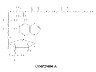 N
N
N H 2
|
N
O H
H
O
H
H
N
O = P — O H
H
|
|
C H 2
|
O = P — O H
C H C C H C N C H C H2 2 2— — — — — — — C — N — C H — C H — S H2 2
C H 3
|
H
|
H
|
O
| |
O
| |
C H 3
| |
O H
|
O
|
|
O
O
|
O = P — O H
|
O
Coenzyme A
 