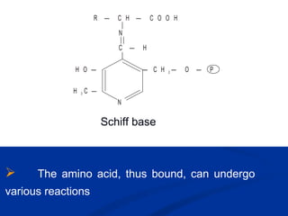  The amino acid, thus bound, can undergo
various reactions
R — C H — C O O H
|
N
| |
C — H
|
H O —
H C —3
N
— C H O — P2 —
Schiff base
 