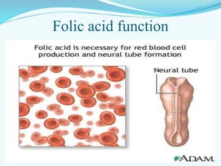 Folic acid function
 