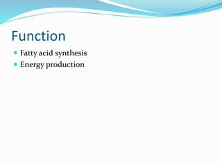 Function
 Fatty acid synthesis
 Energy production
 