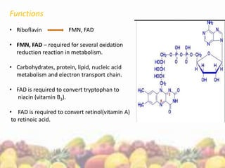 Functions
• Riboflavin FMN, FAD
• FMN, FAD – required for several oxidation
reduction reaction in metabolism.
• Carbohydrates, protein, lipid, nucleic acid
metabolism and electron transport chain.
• FAD is required to convert tryptophan to
niacin (vitamin B3).
• FAD is required to convert retinol(vitamin A)
to retinoic acid.
 