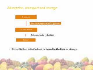 Absorption, transport and storage
ß- carotene
All trans Retinal
Retinol
Retinaldehyde reductase
• Retinol is then esterified and delivered to the liver for storage.
Beta-carotene dehydrogenase
 