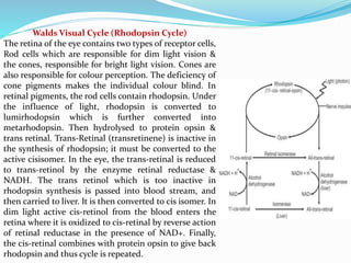 Walds Visual Cycle (Rhodopsin Cycle)
The retina of the eye contains two types of receptor cells,
Rod cells which are responsible for dim light vision &
the cones, responsible for bright light vision. Cones are
also responsible for colour perception. The deficiency of
cone pigments makes the individual colour blind. In
retinal pigments, the rod cells contain rhodopsin. Under
the influence of light, rhodopsin is converted to
lumirhodopsin which is further converted into
metarhodopsin. Then hydrolysed to protein opsin &
trans retinal. Trans-Retinal (transretinene) is inactive in
the synthesis of rhodopsin; it must be converted to the
active cisisomer. In the eye, the trans-retinal is reduced
to trans-retinol by the enzyme retinal reductase &
NADH. The trans retinol which is too inactive in
rhodopsin synthesis is passed into blood stream, and
then carried to liver. It is then converted to cis isomer. In
dim light active cis-retinol from the blood enters the
retina where it is oxidized to cis-retinal by reverse action
of retinal reductase in the presence of NAD+. Finally,
the cis-retinal combines with protein opsin to give back
rhodopsin and thus cycle is repeated.
 