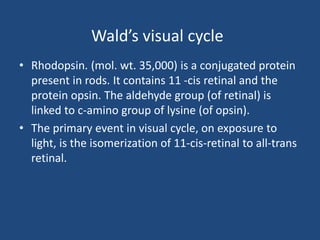 Wald’s visual cycle
• Rhodopsin. (mol. wt. 35,000) is a conjugated protein
present in rods. It contains 11 -cis retinal and the
protein opsin. The aldehyde group (of retinal) is
linked to c-amino group of lysine (of opsin).
• The primary event in visual cycle, on exposure to
light, is the isomerization of 11-cis-retinal to all-trans
retinal.
 