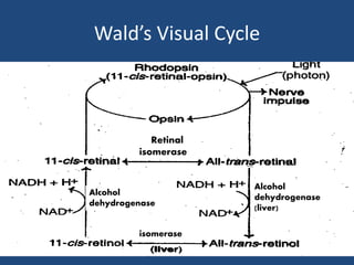 Wald’s Visual Cycle
Retinal
isomerase
Alcohol
dehydrogenase
(liver)
Alcohol
dehydrogenase
isomerase
 