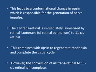 • This leads to a conformational change in opsin
which is responsible for the generation of nerve
impulse.
• The all-trans-retinal is immediately isomerized by
retinal isomerase (of retinal epithelium) to 11-cis-
retinal.
• This combines with opsin to regenerate rhodopsin
and complete the visual cycle
• However, the conversion of all trans-retinal to 11-
cis retinal is incomplete.
 