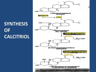 SYNTHESIS
OF
CALCITRIOL
sunlight
skin
Calciol 25 hydroxylase
((liver)
Calcidiol 1α hydroxylase
(Kidney)
 