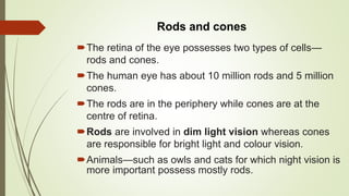 Rods and cones
The retina of the eye possesses two types of cells—
rods and cones.
The human eye has about 10 million rods and 5 million
cones.
The rods are in the periphery while cones are at the
centre of retina.
Rods are involved in dim light vision whereas cones
are responsible for bright light and colour vision.
Animals—such as owls and cats for which night vision is
more important possess mostly rods.
 