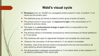 Wald’s visual cycle
 Rhodopsin (mol. wt. 35,000) is a conjugated protein present in rods. It contains 11-cis
retinal and the protein opsin.
 The aldehyde group (of retinal) is linked to amino group of lysine (of opsin).
 The primary event in visual cycle, on exposure to light, is the isomerization of 11-
cisretinal to all-trans retinal.
 This leads to a conformational change in opsin which is responsible for the
generation of nerve impulse.
 The all-trans-retinal is immediately isomerized by retinal isomerase (of retinal epithelium)
to 11-cis-retinal.
 This combines with opsin to regenerate rhodopsin and complete the visual cycle .
 However, the conversion of all trans-retinal to 11-cis retinal is incomplete.
 Therefore, most of the all-trans-retinal is transported to the liver and converted to all-
trans retinol by alcohol dehydrogenase.
 The all-transretinol undergoes isomerization to 11-cis retinol which is then oxidized to 11-
cis retinal to participate in the visual cycle.
 