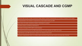 VISUAL CASCADE AND CGMP
When light strikes the retina, a number of biochemical changes leading to membrane hyperpolarization occur resulting in the genesis of nerve impulse.
The hyperpolarization of the membrane is brought about by a visual cascade involving cyclic GMP.
When a photon (from light) is absorbed by rhodopsin, metarhodopsin II is produced.
The protein transducin is activated by metarhodopsin II.
This involves an exchange of GTP for GDP on inactive transducin.
The activated transducing activates cyclic GMP phosphodiesterase. This enzyme degrades cyclic GMP in the rod cells
A rapid decrease in cyclic GMP closes the Na+ channels in the membranes of the rod cells.
This results in hyperpolarization which is an excitatory response transmitted through the neuron network to the visual cortex of the brain.
 