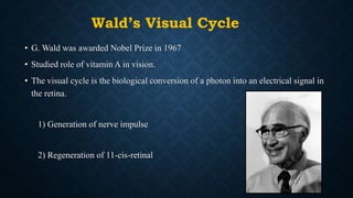 Wald’s Visual Cycle
• G. Wald was awarded Nobel Prize in 1967
• Studied role of vitamin A in vision.
• The visual cycle is the biological conversion of a photon into an electrical signal in
the retina.
1) Generation of nerve impulse
2) Regeneration of 11-cis-retinal
 