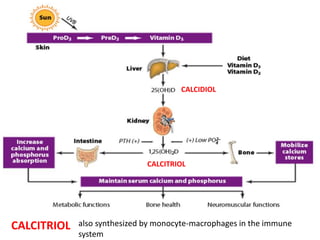 also synthesized by monocyte-macrophages in the immune
system
CALCIDIOL
CALCITRIOL
CALCITRIOL
 