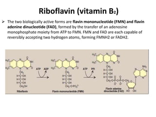 Riboflavin (vitamin B2)
 The two biologically active forms are flavin mononucleotide (FMN) and flavin
adenine dinucleotide (FAD), formed by the transfer of an adenosine
monophosphate moiety from ATP to FMN. FMN and FAD are each capable of
reversibly accepting two hydrogen atoms, forming FMNH2 or FADH2.
 