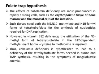 Folate trap hypothesis
 The effects of cobalamin deficiency are most pronounced in
rapidly dividing cells, such as the erythropoietic tissue of bone
marrow and the mucosal cells of the intestine.
 Such tissues need both the N5,N10- methylene and N10-formyl
forms of tetrahydrofolate for the synthesis of nucleotides
required for DNA replication.
 However, in vitamin B12 deficiency, the utilization of the N5-
methyl form of tetrahydrofolate in the B12-dependent
methylation of homo - cysteine to methionine is impaired.
 Thus, cobalamin deficiency is hypothesized to lead to a
deficiency of the tetrahydrofolate forms needed in purine and
TMP synthesis, resulting in the symptoms of megaloblastic
anemia.
 