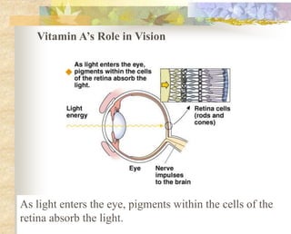 Vitamin A’s Role in Vision
As light enters the eye, pigments within the cells of the
retina absorb the light.
 