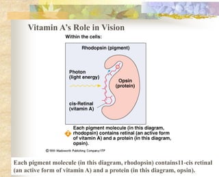 Vitamin A’s Role in Vision
Each pigment molecule (in this diagram, rhodopsin) contains11-cis retinal
(an active form of vitamin A) and a protein (in this diagram, opsin).
 