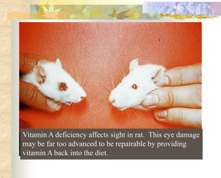 Vitamin A deficiency affects sight in rat. This eye damage
may be far too advanced to be repairable by providing
vitamin A back into the diet.
 