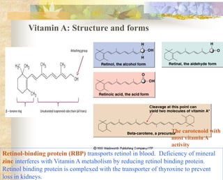 Vitamin A: Structure and forms
Retinol-binding protein (RBP) transports retinol in blood. Deficiency of mineral
zinc interferes with Vitamin A metabolism by reducing retinol binding protein.
Retinol binding protein is complexed with the transporter of thyroxine to prevent
loss in kidneys.
The carotenoid with
most vitamin A
activity
 