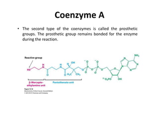 Coenzyme A
• The second type of the coenzymes is called the prosthetic
groups. The prosthetic group remains bonded for the enzyme
during the reaction.
 