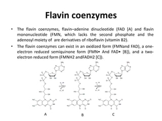 Flavin coenzymes
• The flavin coenzymes, flavin–adenine dinucleotide (FAD [A) and flavin
mononucleotide (FMN, which lacks the second phosphate and the
adenosyl moiety of are derivatives of riboflavin (vitamin B2).
• The flavin coenzymes can exist in an oxidized form (FMNand FAD), a one-
electron reduced semiquinone form (FMN• And FAD• [B]), and a two-
electron reduced form (FMNH2 andFADH2 [C]).
A B C
 