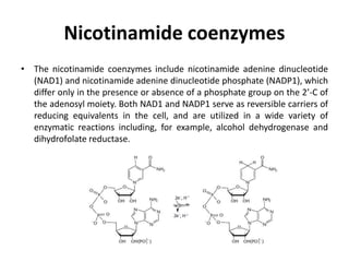 Nicotinamide coenzymes
• The nicotinamide coenzymes include nicotinamide adenine dinucleotide
(NAD1) and nicotinamide adenine dinucleotide phosphate (NADP1), which
differ only in the presence or absence of a phosphate group on the 2’-C of
the adenosyl moiety. Both NAD1 and NADP1 serve as reversible carriers of
reducing equivalents in the cell, and are utilized in a wide variety of
enzymatic reactions including, for example, alcohol dehydrogenase and
dihydrofolate reductase.
 