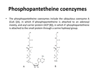 Phosphopantetheine coenzymes
• The phosphopantetheine coenzymes include the ubiquitous coenzyme A
(CoA [(A), in which 4’-phosphopantetheine is attached to an adenosyl
moiety, and acyl carrier protein (ACP [B]), in which 4’-phosphopantethiene
is attached to the small protein through a serine hydroxyl group.
A B
 