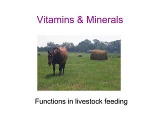Vitamins & Minerals
Functions in livestock feeding
 