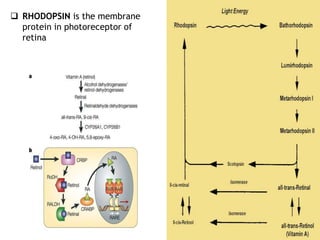  RHODOPSIN is the membrane
protein in photoreceptor of
retina
 