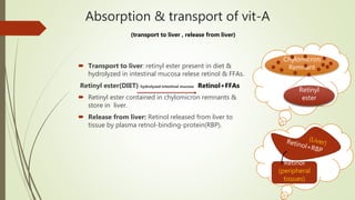 Absorption & transport of vit-A
(transport to liver , release from liver)
 Transport to liver: retinyl ester present in diet &
hydrolyzed in intestinal mucosa relese retinol & FFAs.
Retinyl ester(DIET) hydrolyzed intestinal mucosa Retinol+FFAs
 Retinyl ester contained in chylomicron remnants &
store in liver.
 Release from liver: Retinol released from liver to
tissue by plasma retnol-binding-protein(RBP).
Chylomicron
Remnant
Retinyl
ester
Retinol
(peripheral
tissues)
 
