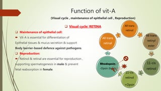 Function of vit-A
(Visual cycle , maintenance of epithelial cell , Reproduction)
 Visual cycle: RETINA
 Maintenance of epithelial cell:
 Vit-A is essential for differentiation of
Epithelial tissues & mucus secretion & support
Body barrier-based defence against pathogens.
 Reproduction:
 Retinol & retinal are essential for reproduction ,
supporting spermatogenesis in male & prevent
fetal reabsorption in female.
All trans
retinol
All trans
retinyl
ester
11-cis
retinol
11-cis
retinol
+Opsin
Rhodopsin
-Opsin (light)
All trans
retinal
 