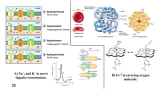 Vitamins & Minerals | PDF