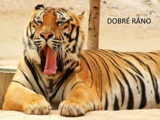 DOBRÉ RÁNO
 