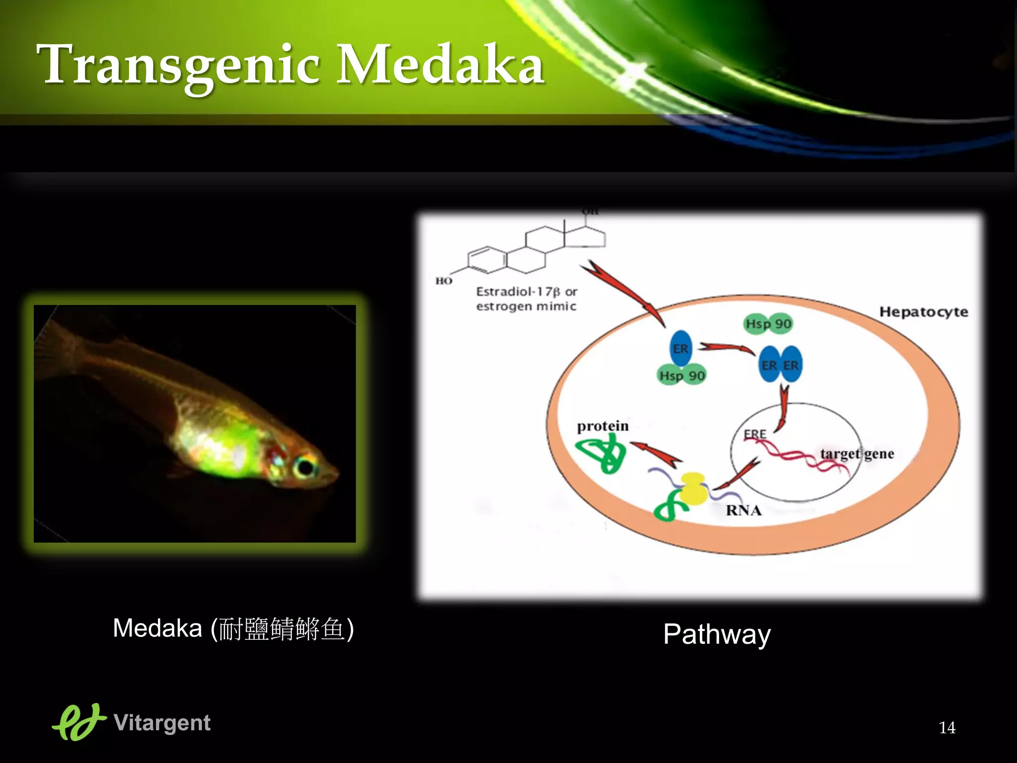 14
Transgenic Medaka
PathwayMedaka (耐鹽鲭鳉鱼)
Vitargent
 