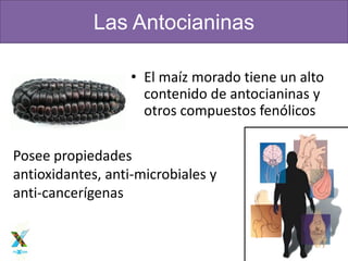 www.fuxionlatino.com
• El maíz morado tiene un alto
contenido de antocianinas y
otros compuestos fenólicos
Las Antocianinas
Posee propiedades
antioxidantes, anti-microbiales y
anti-cancerígenas
 