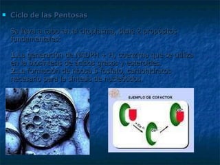 Ciclo de las Pentosas Se lleva a cabo en el citoplasma, tiene 2 propósitos fundamentales: 1. La generación de NADPH + H, coenzima que se utiliza en la biosíntesis de ácidos grasos y esteroides. 2. La formación de ribosa 5 fosfato, carbohidratos necesario para la síntesis de nucleótidos. 
