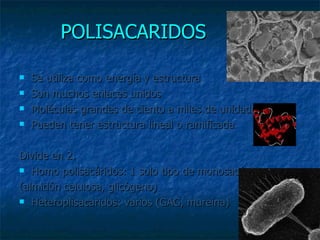 POLISACARIDOS Se utiliza como energía y estructura Son muchos enlaces unidos Moléculas grandes de ciento a miles de unidades. Pueden tener estructura lineal o ramificada Divide en 2. Homo polisacáridos: 1 solo tipo de monosacáridos. (almidón celulosa, glicógeno) Heteroplisacaridos: varios (GAG, mureina) 