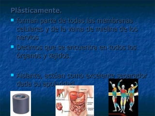 Plásticamente. forman parte de todas las membranas celulares y de la vaina de mielina de los nervios Decimos que se encuentra en todos los órganos y tejidos. Aislante, actúan como excelente separador dada su apolaridad. 
