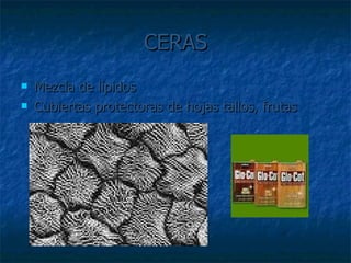 CERAS Mezcla de lípidos Cubiertas protectoras de hojas tallos, frutas 