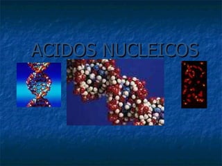 ACIDOS NUCLEICOS 