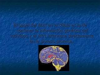 El papel del ADN en la célula es la de contener la información genética del individuo y el ARN interviene directamente en la síntesis proteica.  