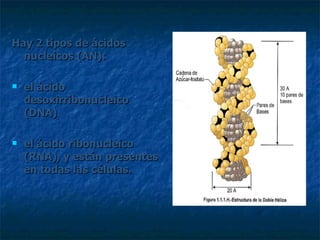 Hay 2 tipos de ácidos nucleicos (AN):  el ácido desoxirribonucleico (DNA)  el ácido ribonucleico (RNA), y están presentes en todas las células. 