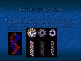 ESTRUCTURA   ADN El ADN se encuentra en los seres vivos como una molécula de elevado peso molecular. En los oragnismos superiores el peso molecular es mayor. En cada célula hay una cadena de ADN de unos 1,7 mm.  